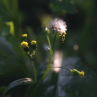 Одуванчики :: Сергей Швечков