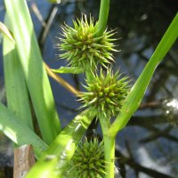 Ежеголовник :: Anna Ivanova