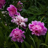 Пионы после дождя :: Владимир Кроливец