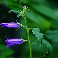 *** :: Леонид leo *** :: Леонид leo