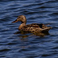 Утка :: Светлана SvetNika17 Утка :: Светлана SvetNika17