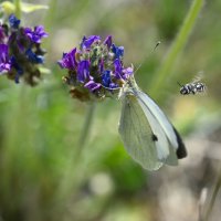 Лето - это маленькая жизнь :: Ольга 