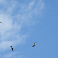 аисты :: ИННА ПОРОХОВА