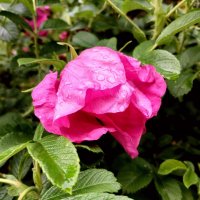 После дождя... :: Лия ☼