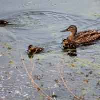 Семейка :: victor Lion