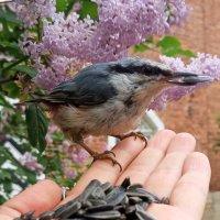 Поползень :: Сапсан 