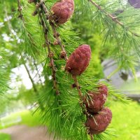 Лиственница :: Сапсан 