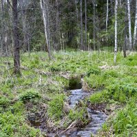 Ручей, впадающий в реку Кибелек :: Алексей Р.