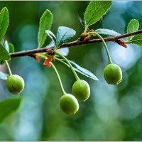 Уральская вишня :: Aquarius - Сергей