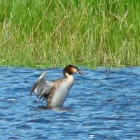 чомга или большая поганка :: gawrilа - dan