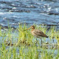 большой веретенник :: gawrilа - dan