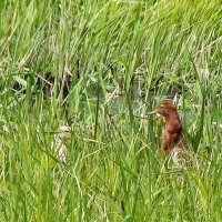 турухтаны :: gawrilа - dan