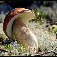 Зазнался :: Aleksandr Gal