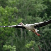 ... :: Сергей Флетчер