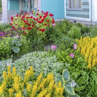 Городской палисадник :: Валерий Иванович