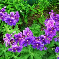 Во всей красе :: Людмила Смородинская Во всей красе :: Людмила Смородинская