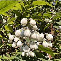 Бутоны дейции. :: Валерия Комова