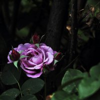 Сиреневая роза :: Юрий Гайворонскiий