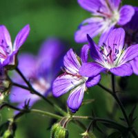 **** :: Владимир Безбородов