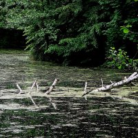 Вот и местный крокодил,,,,) :: Анатолий Колосов