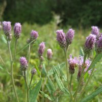 Соссюрея :: Anna Ivanova