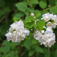 Июнь, чубушник цветёт :: Светлана 