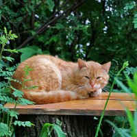 Рыжий на рыжем - хорошо устроился :: Светлана 