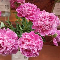 На выставке пионов в ГУМе :: Татьяна Тюменка