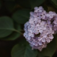 сирень :: Андрей Выровой