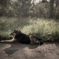 Крутецкое утро   Шарика :: Любовь 