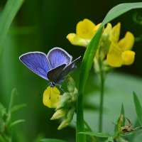 Летним  днём :: Геннадий Супрун