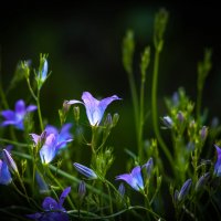 Колокольчики. :: Анатолий Нецепляев