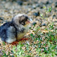 из серии " Когда я был в станице..." :: Николай Саржанов