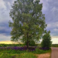 Во поле березка :: Наталья Лакомова