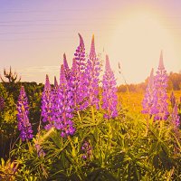 Люпины :: Сергей Кочнев