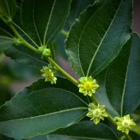 Цветы финика-унаби :: Наталья S