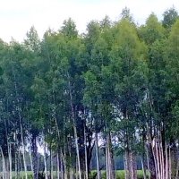 Березовая роща. :: Ольга Довженко