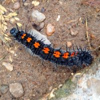 Гусеничка :: светлана льдокова