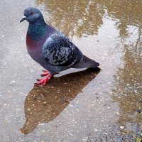 водные процедуры :: светлана льдокова