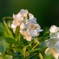 Вечер :: Александр Вечер :: Александр