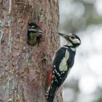 Кормление :: Viktor Makarov