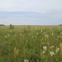 Зауральская степь. :: Pippa 