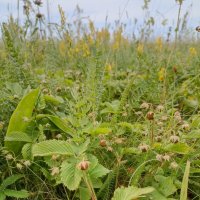 Степное разнотравье. :: Pippa 