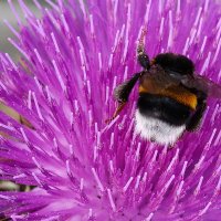 Шмель :: Валерий Ткаченко Шмель :: Валерий Ткаченко