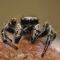 . :: Игорь Осипов