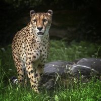 Гепард :: Андроник Александр 