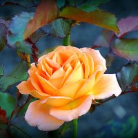 они на радость нам даны :: Олег Лукьянов они на радость нам даны :: Олег Лукьянов