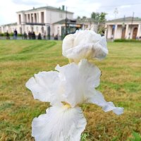 Ирис :: Сапсан 