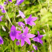 Колокольчик :: Сапсан 