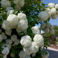 Калина Бульденеж :: Veera V